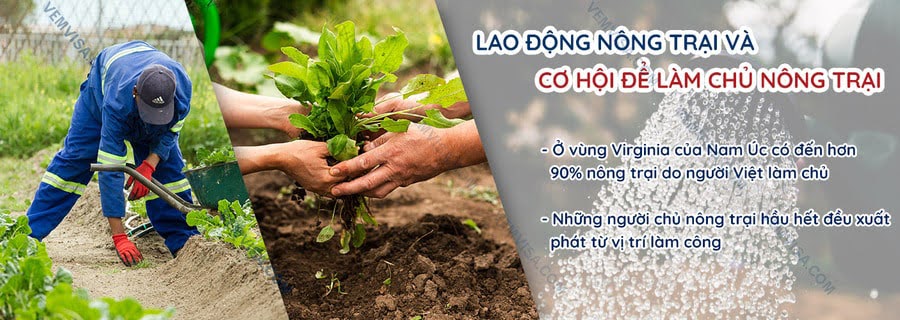 người việt làm việc ở úc
